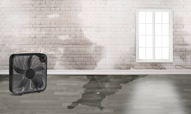Best Water damage cleanup near me  in Trezevant, TN